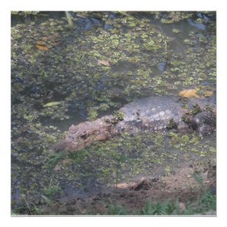 Poster Bébé Crocodile En Amérique Du Sud