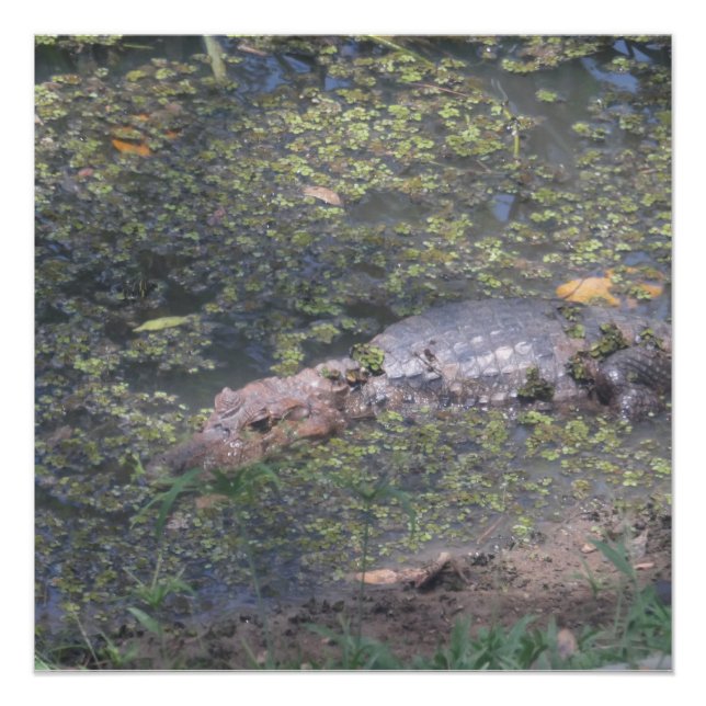 Poster Bébé Crocodile En Amérique Du Sud (Devant)