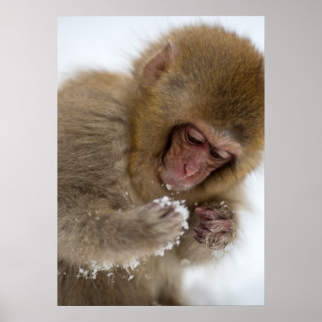 Poster Bébé Japonais Macaque | Singe des neiges (Devant)