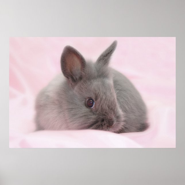 Poster bébé lapin (Devant)