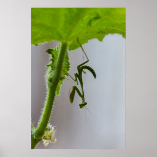 Poster Bébé mante en prière