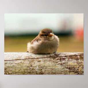 Poster Bébé mignon Sparrow Bird Photo