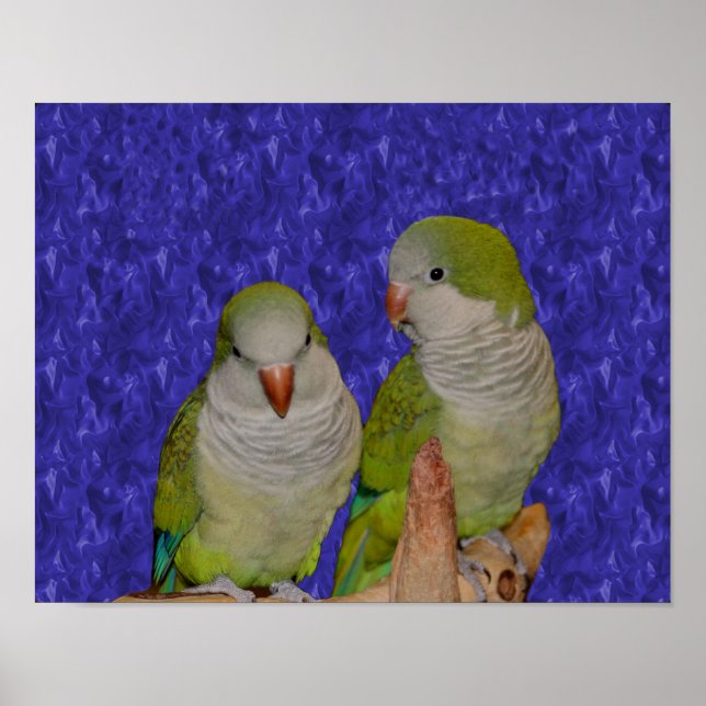 Poster Bébé Quaker Parrot Animal de paire (Devant)
