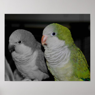 Poster Bébé Quaker Parrots Couleur partielle