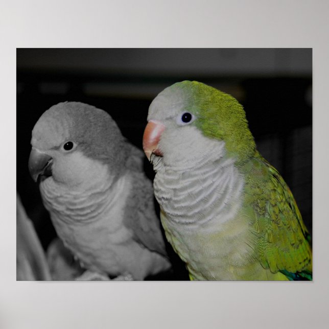 Poster Bébé Quaker Parrots Couleur partielle (Devant)