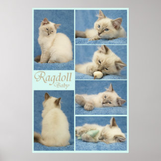 Poster bébé Ragdoll