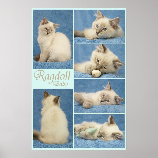 Poster bébé Ragdoll (Devant)
