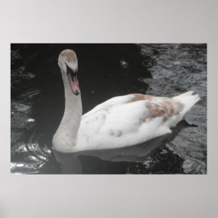 Poster Bébé Swan Swan Natation