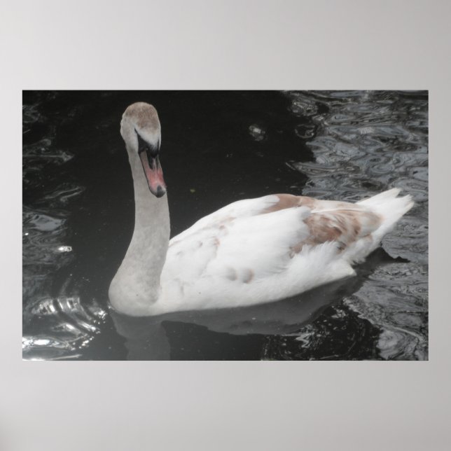 Poster Bébé Swan Swan Natation (Devant)
