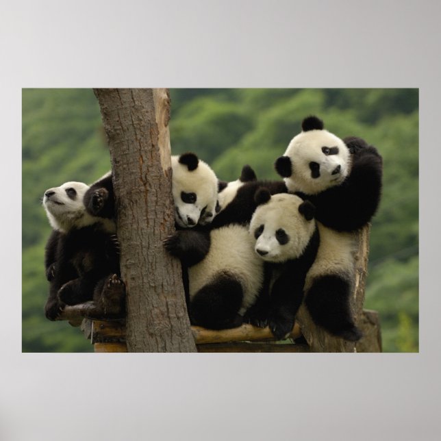Poster Bébés panda géant (Ailuropoda melanoleuca) (Devant)