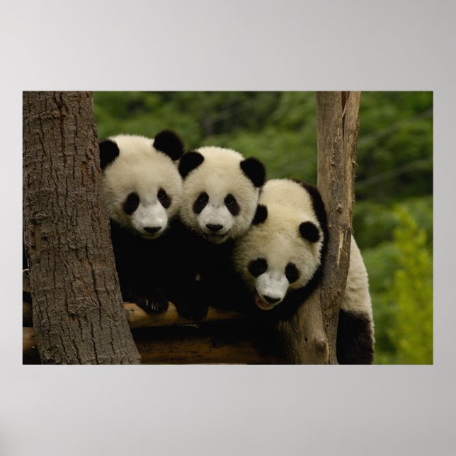 Poster Bébés pandas géants Ailuropoda melanoleuca) (Devant)