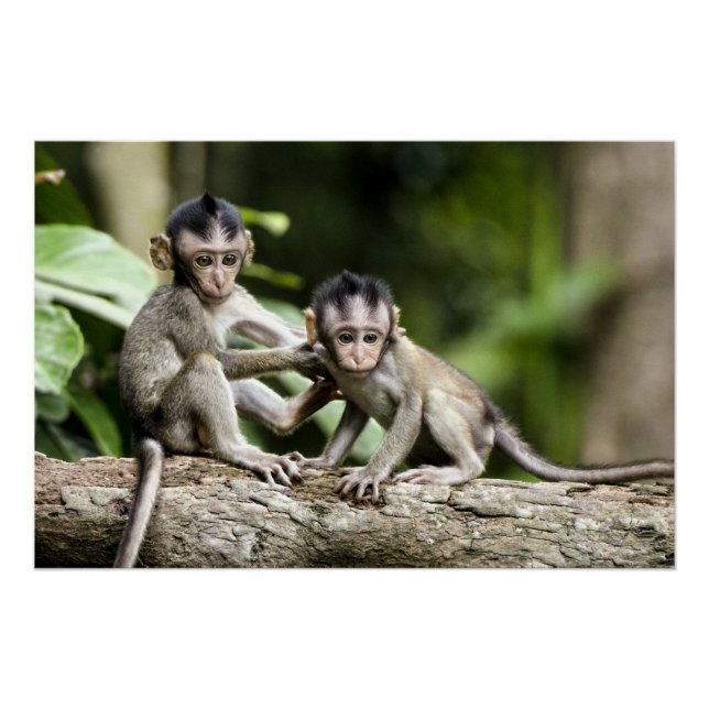 Poster Bébés singes dans la nature (Devant)