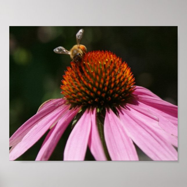Poster Bee Buzz 10x8 (Devant)