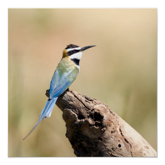 Poster Bee-eater (Devant)