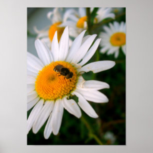 Poster Bee on a Daisy