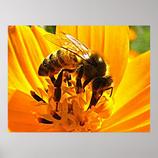 Poster Bee on a Flower (Devant)
