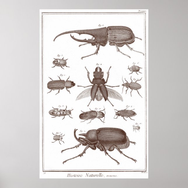 Poster Beetles - Plaque LXXV Histoire Naturelle Diderot (Devant)