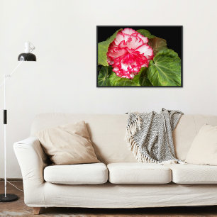 Poster Bégonie rose et blanche Floral Glossy