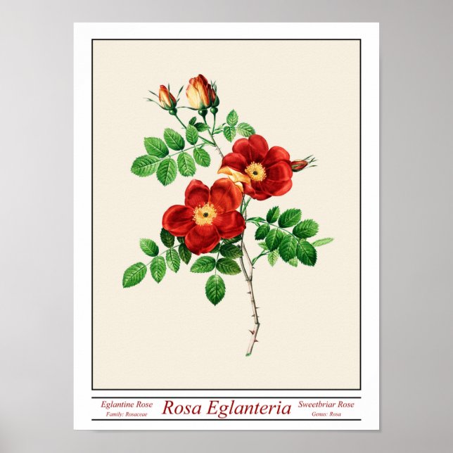 Poster beige Rosa Eglanteria (Devant)