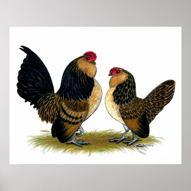 Poster Belge d'Anvers Bantams : Quail (Devant)