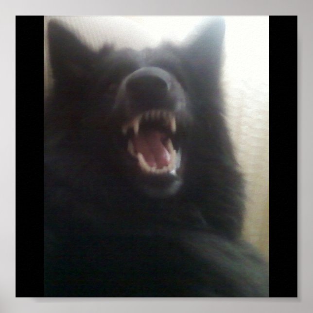 Poster Belgian Shepherd's Teeth aka "The Black Wolf" (Devant)