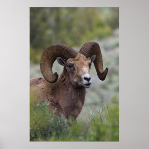 Poster Bélier de mouflon à cornes grandes des montagnes R