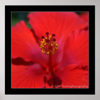 Poster Belize - Fleur rouge