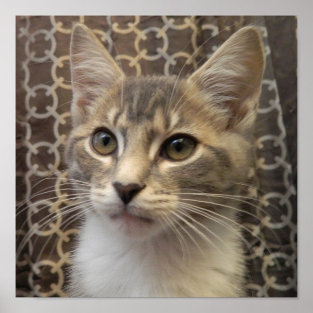 Poster Bella (Devant)