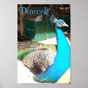 Poster Belle Bleue Homme Peacock Vielle Grange