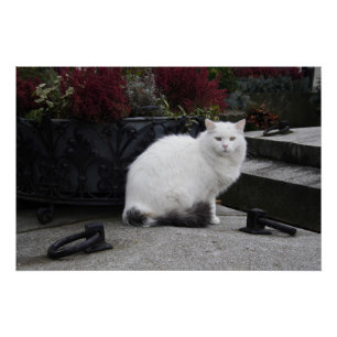 Poster Belle Chat Blanc Sur Une Grave