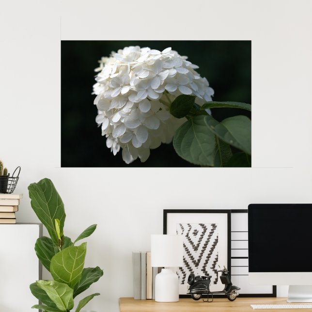 Poster Belle chaux blanche Hydrangea Flower (Bureau à domicile)