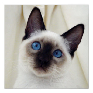 Poster Belle Chic Sweet Animaux de compagnie Siamese Kitt