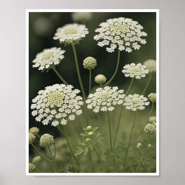 Poster Belle dentelle Queen Anne's Lace (Devant)