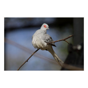 Poster Belle douceur Diamond Dove