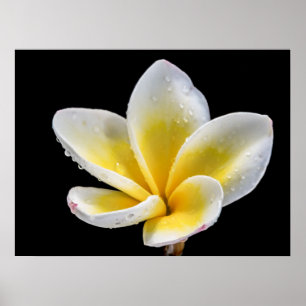 Poster Belle fleur de Plumeria jaune-blanc