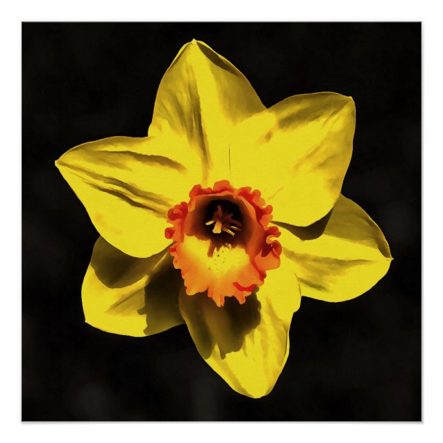 Poster Belle Fleur De Ressort Jaune Daffodil Sur Gris (Devant)