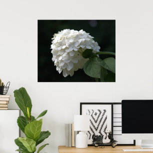 Poster Belle Fleur d'Hydrangea Blanche au Citron