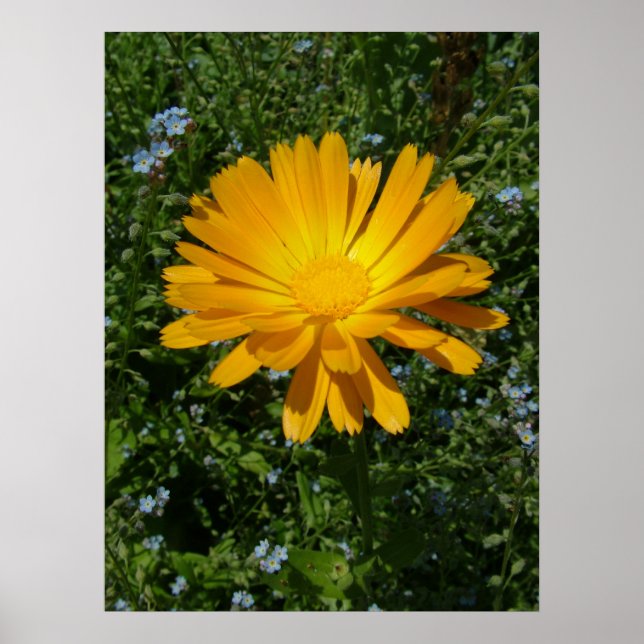 Poster belle fleur jaune, marguerite (Devant)