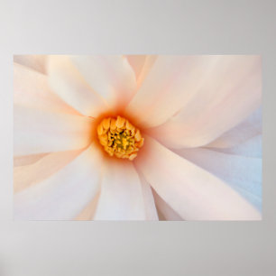 Poster Belle Fleur Magnolia près