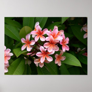 Poster Belle fleur rose de Plumeria
