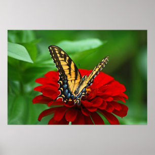Poster Belle fleur rouge papillon