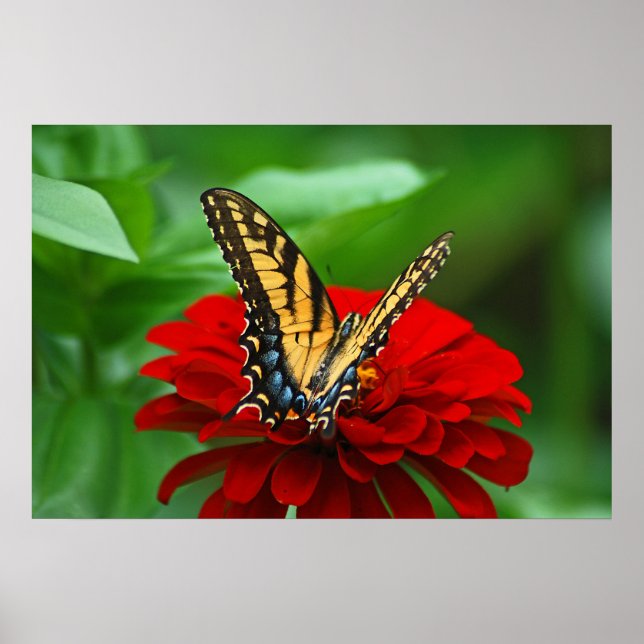 Poster Belle fleur rouge papillon (Devant)