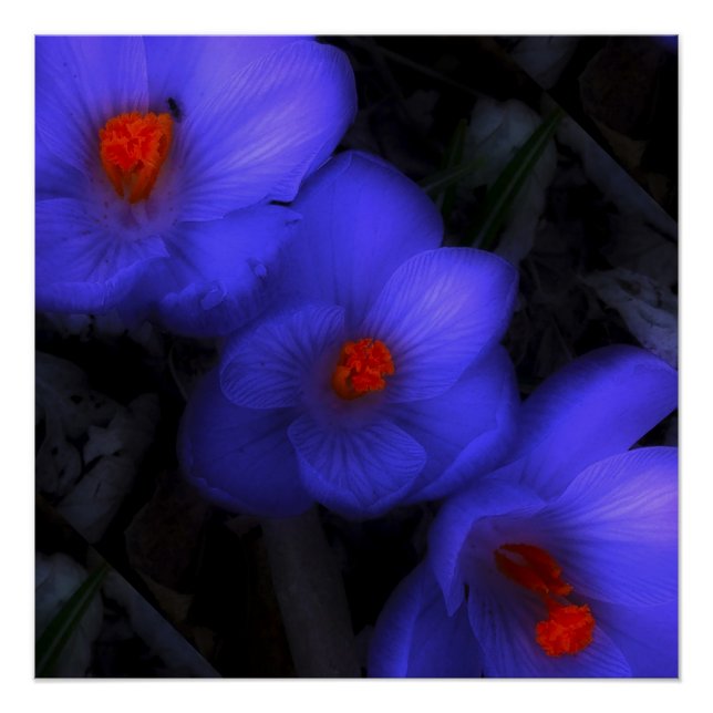 Poster Belle floraison de crocus bleu pourpre (Devant)