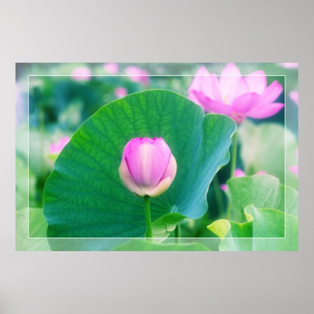 Poster Belle floraison rose Lotus Bud Fleur verte feuille (Devant)