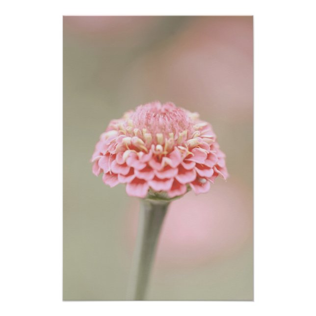 Poster Belle florale Fleur Rose Clair (Devant)