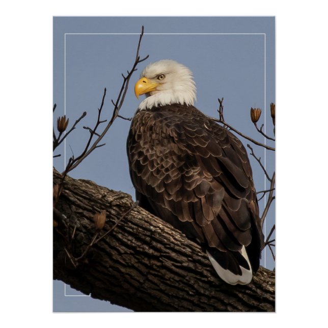 Poster Belle maman (Aigle) (Devant)