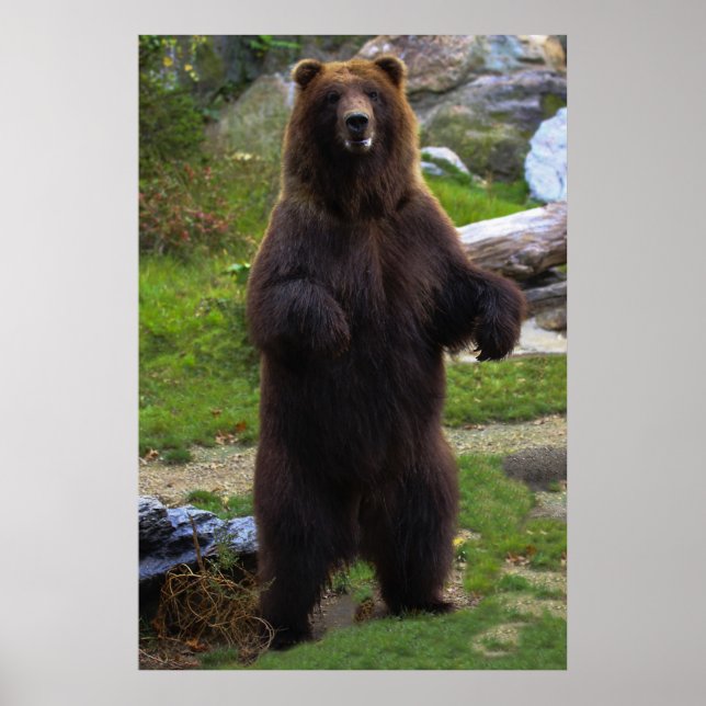 Poster Belle Ours Grizzly Brown (Devant)