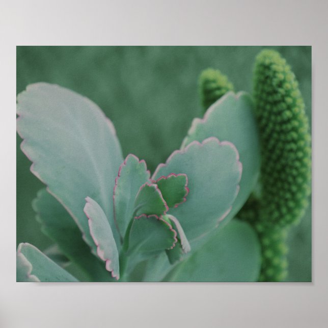 Poster Belle photo d'art Plante du désert (Devant)
