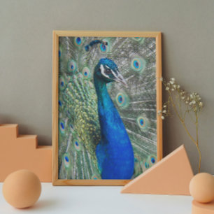Poster Belle photo Peacock Bleu brillant