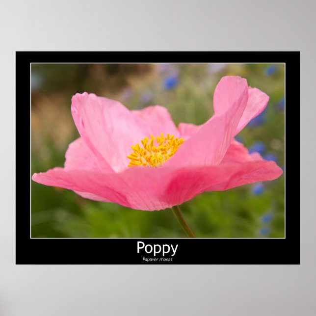 Poster Belle photographie en gros plan d'un coquelicot ro (Devant)